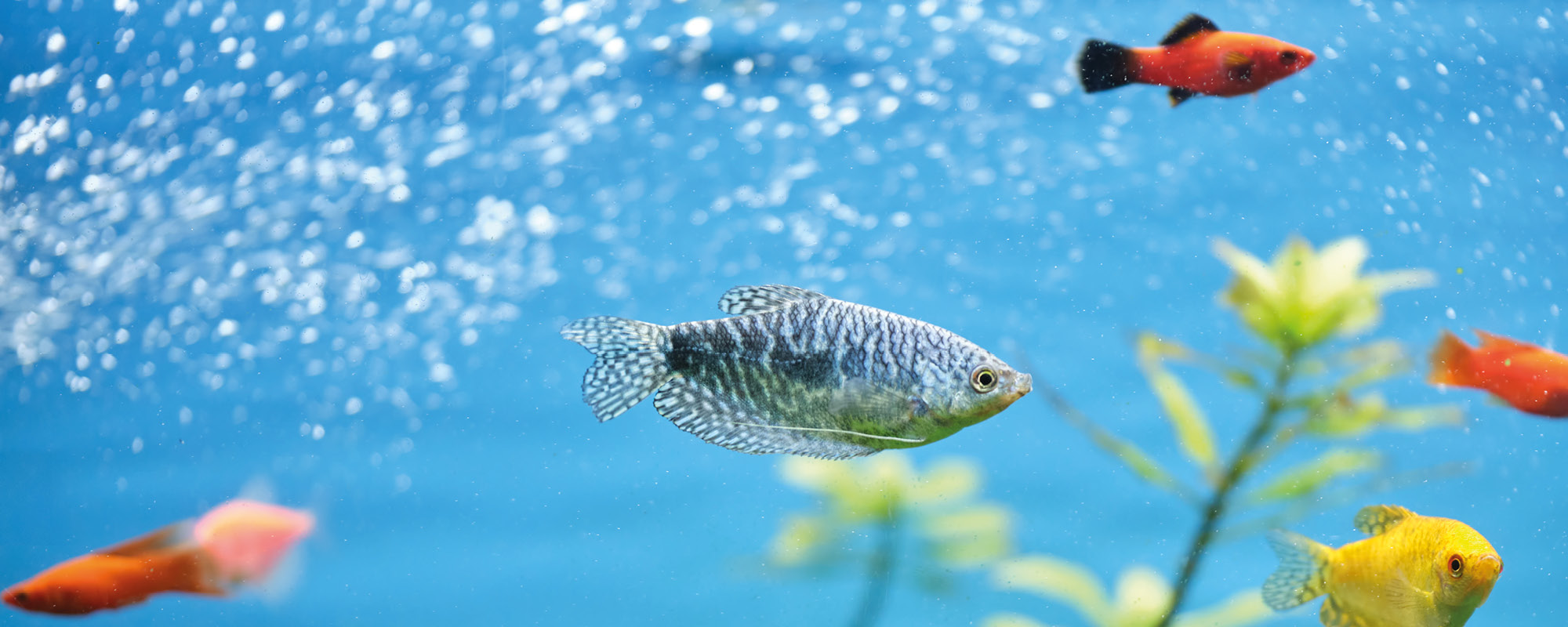 Schluss mit Algen und Bakterien - So reinigst du dein Aquarium richtig
