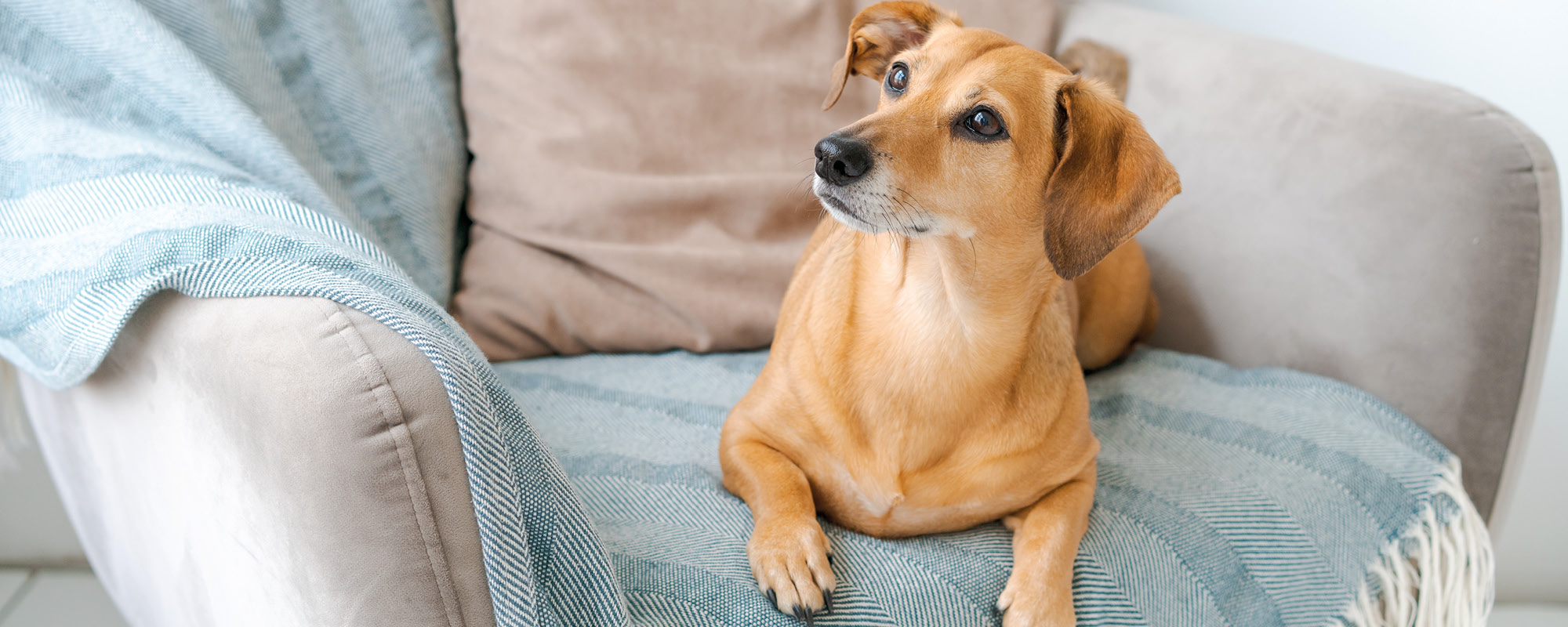 Tierisch sauber: Die besten Putz-Tipps für deinen Tierhaushalt