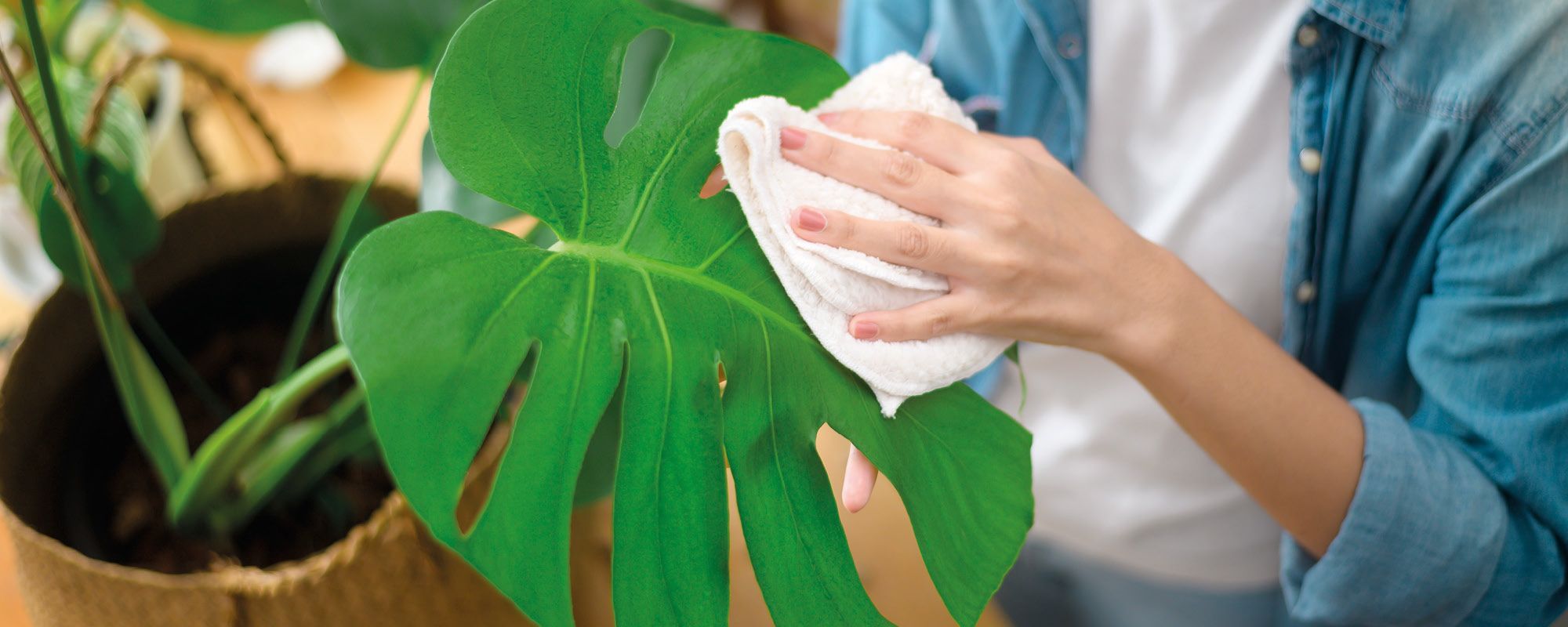 Pollen in der Wohnung? Diese 5 Putztipps helfen Allergikern sofort!